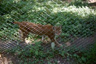 Luchs