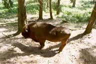 Wisent