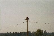 Storchennest