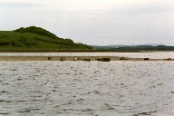 Seehunde