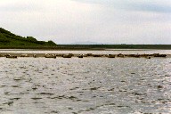 Seehunde