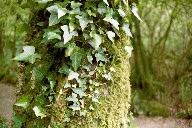 Baum