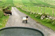 Wild Bill Sheep