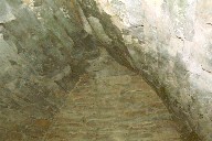 Gallus