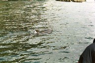 Delphin