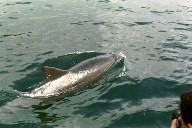 Delphin