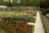 Tulpenbeet