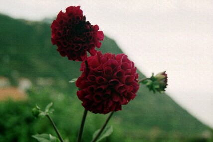 Blumen