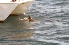 Delphin am Boot