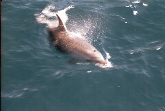 Delphin