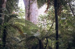 Baum