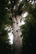 Baum