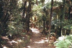 Urwald